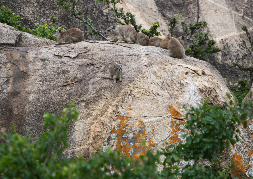 Tanzania, Mara, Serengeti National Park, rock hyrax (procavia capensis)