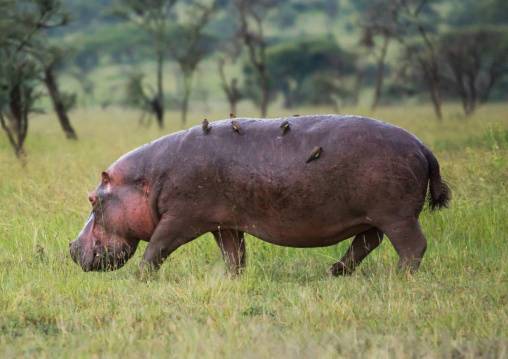 Tanzania, Mara, Serengeti National Park, oxpeckers on hippopotamus (hippopotamus amphibius)