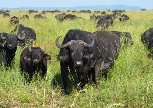 Tanzania, Ashura region, Ngorongoro Conservation Area, cape buffalo (syncerus caffer) bull