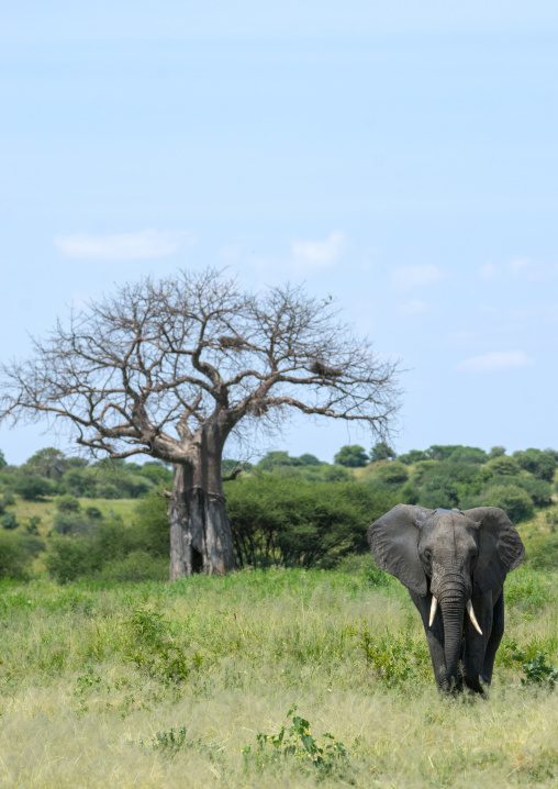 Tanzania, Karatu, Tarangire National Park, african elephant (loxodonta africana) in front of baobab tree (adansonia digitata)