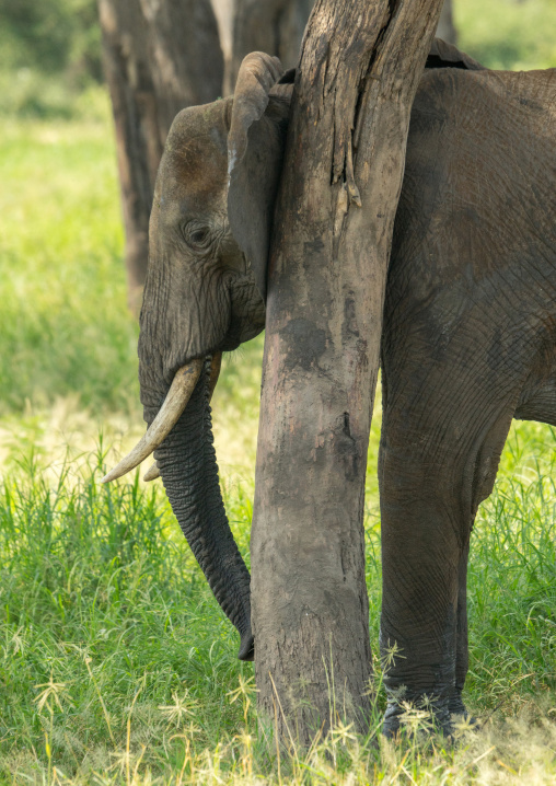 Tanzania, Karatu, Tarangire National Park, african elephant (loxodonta africana)