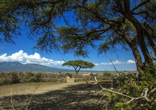 Tanzania, Ashura region, Ngorongoro Conservation Area, maasai village fence