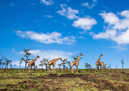 Tanzania, Ashura region, Ngorongoro Conservation Area, giraffes (giraffa camelopardalis)