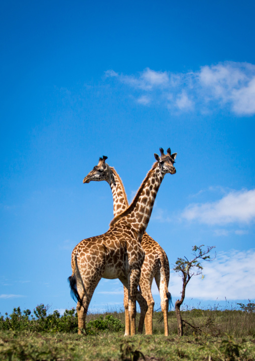 Tanzania, Ashura region, Ngorongoro Conservation Area, giraffe (giraffa camelopardalis)