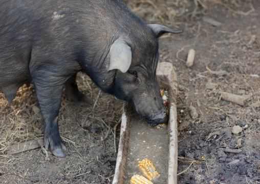 Pigs in bor kai village of thelahu tribe, Thailand