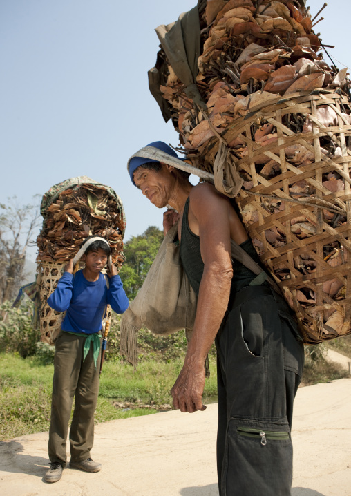 Karen men collecting leaves for roofs, Thailand