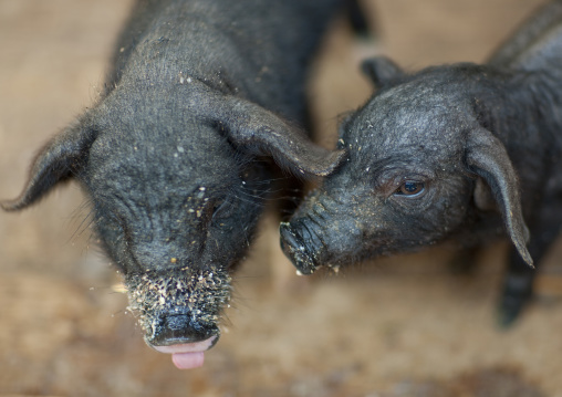 Pigs in a farm, Thailand
