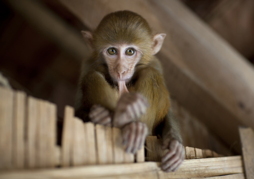 Pet monkey in a karen village, North thailand