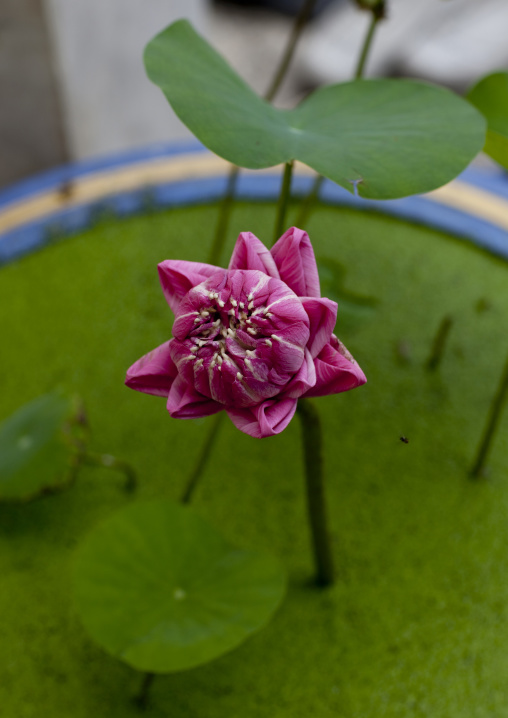 Lotus flower, Thailand