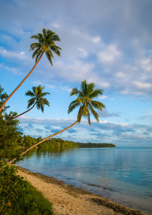 Coconuts trees in front of a turquoise water and white sand on Erakor beach, Shefa Province, Efate island, Vanuatu