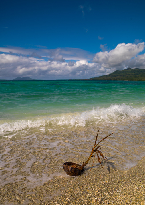 Coconut in front of a turquoise water and white sand on a beach, Shefa Province, Efate island, Vanuatu