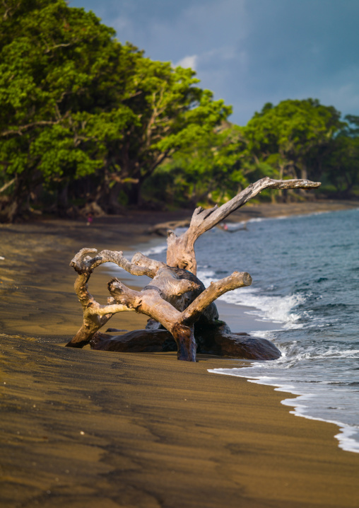 Dead tree trunk on beach, Shefa Province, Efate island, Vanuatu
