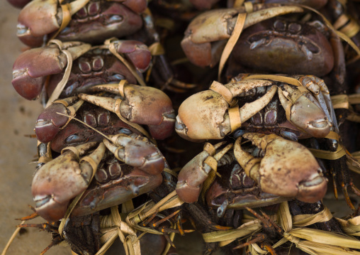 Market display of tied crabs, Shefa Province, Efate island, Vanuatu