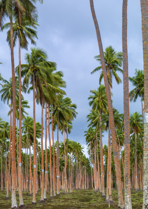 Coconuts trees plantation, Shefa Province, Efate island, Vanuatu