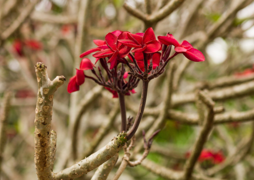 Close-up of red frangipani blooming outdoors, Shefa Province, Efate island, Vanuatu