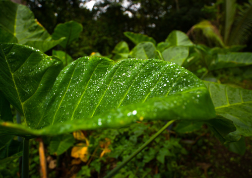 Raindrops on leaf, Malampa Province, Malekula Island, Vanuatu