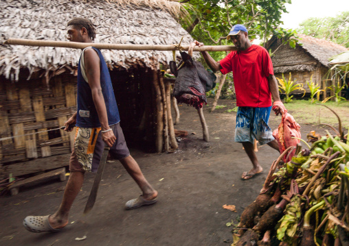 Men carrying a cow head for a wedding meal, Malampa Province, Ambrym island, Vanuatu