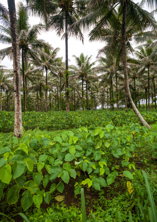 Yam plantation in a farm, Efate Island, Port Vila, Vanuatu