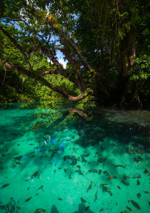 Green water river, Sanma Province, Espiritu Santo, Vanuatu