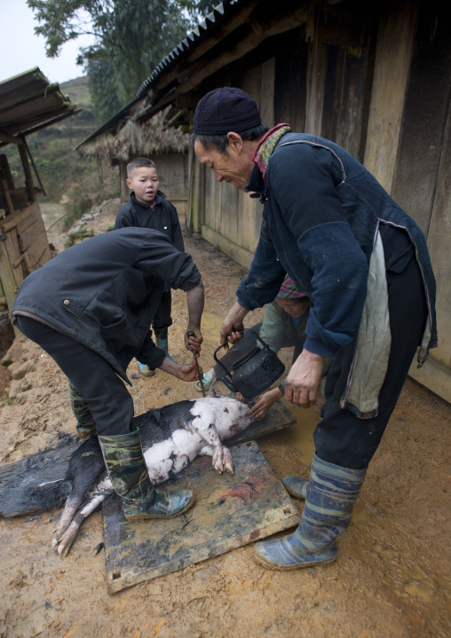 Black hmong men killing a pig, Sapa, Vietnam