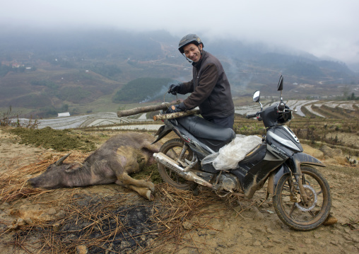 Black hmong man going to pull the buffalo he just killed with his motorbike, Sapa, Vietnam