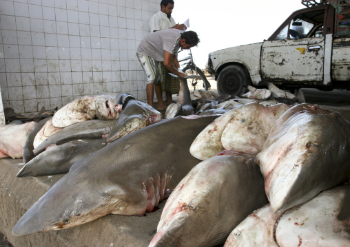 Pile Of Sharks And Fishermen In Al Hodeidah Fish Market, Yemen