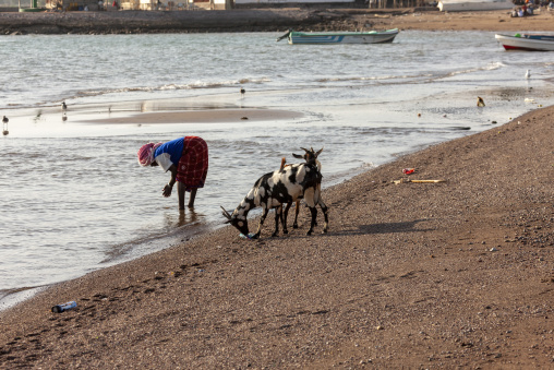 A woman bends into the shallow water as two goats graze along the pebbly shore near fishing boats, Tadjourah Region, Tadjoura, Djibouti