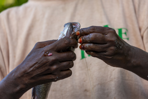 A fisherman's hands clean and gut a freshly caught fish by hand, Obock Region, Gorodia, Djibouti