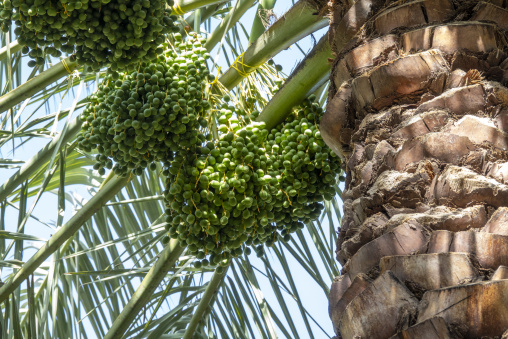 Close-up of a cluster of green unripe dates hanging on a palm tree beside its textured trunk, Ad Dakhiliyah Region, Al Hamra, Oman