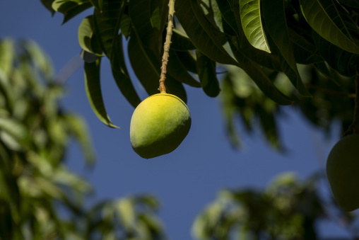 Close-up of a green mango hanging from a leafy branch against a blue sky, Ad Dakhiliyah Region, Al Hamra, Oman