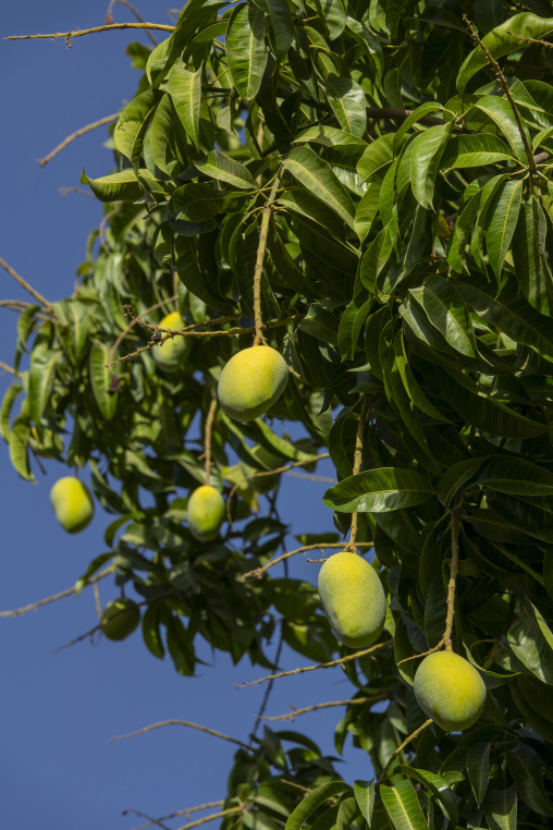 Cluster of green mangoes hanging from leafy branches against a blue sky, Ad Dakhiliyah Region, Al Hamra, Oman