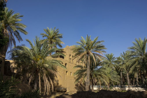 Ruined mudbrick tower rising above a grove of date palm trees under a clear sky, Ad Dakhiliyah Region, Al Hamra, Oman