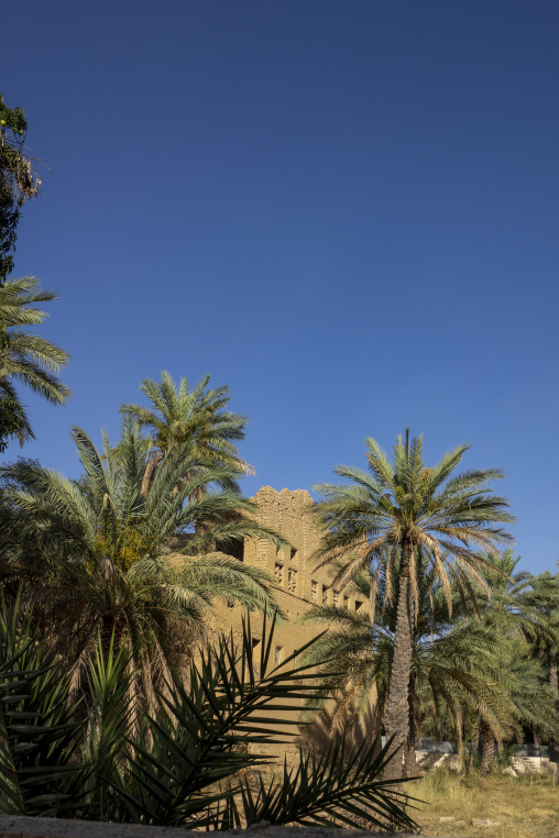 Ruined mudbrick tower framed by tall date palm trees against a clear blue sky, Ad Dakhiliyah Region, Al Hamra, Oman