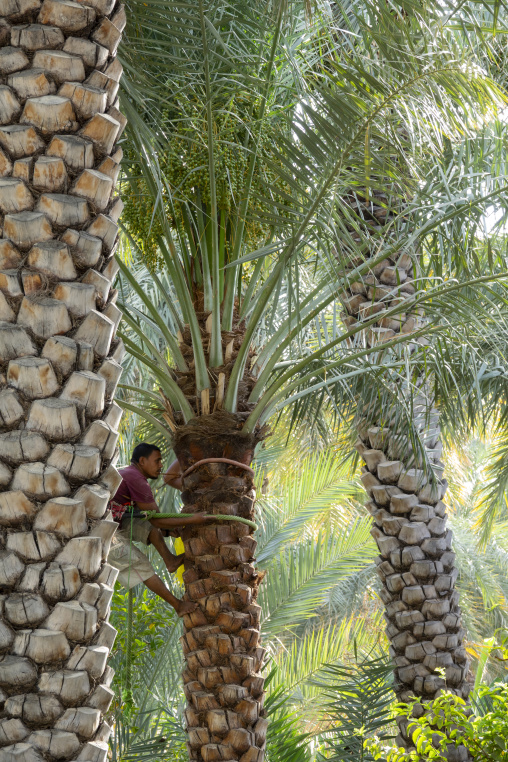 Man climbing a date palm trunk with a rope harness to reach a bunch of green dates, Ad Dakhiliyah Region, Al Hamra, Oman