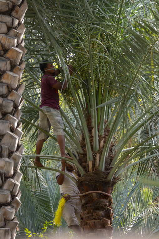 Two men harvesting bunches of dates from a palm tree secured with ropes, Ad Dakhiliyah Region, Al Hamra, Oman