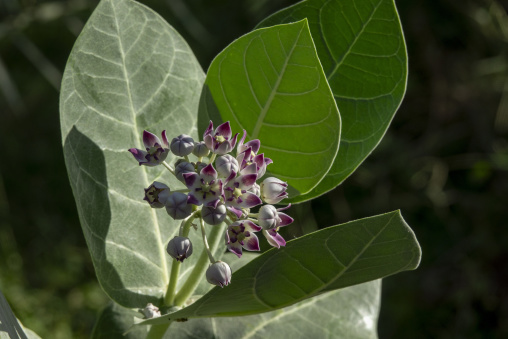 Close-up of a cluster of purple and white crown flowers blooming among large silvery green leaves, Ad Dakhiliyah Region, Al Hamra, Oman