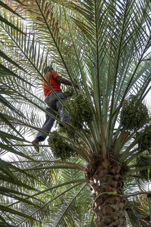 Man in an orange shirt climbing a date palm tree to harvest bunches of green dates, Ad Dakhiliyah Region, Al Hamra, Oman