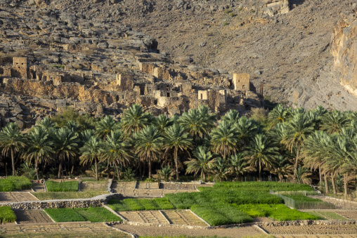 Abandoned stone ruins clinging to a rocky hillside above terraced green fields irrigated by a traditional falaj system, Ad Dakhiliyah Region, Misfat al Abriyyin, Oman