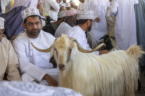 Omani man in a white dishdasha and embroidered kuma cap sitting beside a long haired goat with curved horns at the Nizwa livestock market, Ad Dakhiliyah Region, Nizwa, Oman