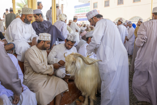 Crowd of Omani men in white dishdasha and embroidered caps gathered around a long haired goat at the Nizwa livestock market, Ad Dakhiliyah Region, Nizwa, Oman