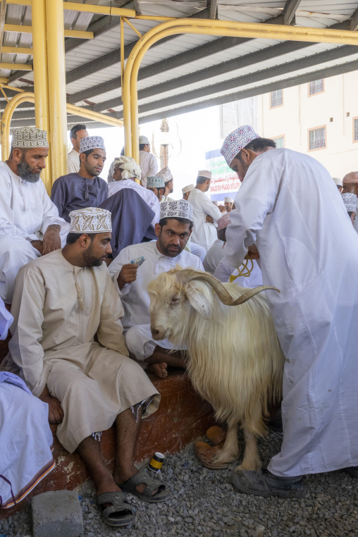 Omani men seated together inspecting a long haired goat with curved horns under a market shelter at Nizwa, Ad Dakhiliyah Region, Nizwa, Oman