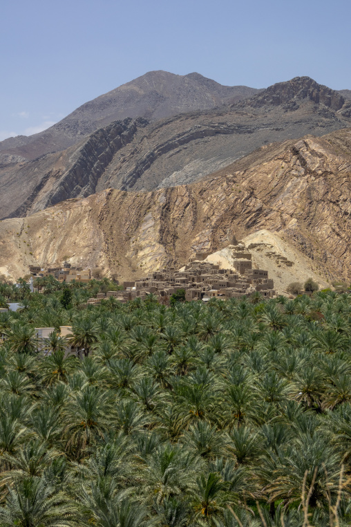 Palm oasis in the foreground with the ruined mudbrick village on the hillside, Ad Dakhiliyah Governorate, Birkat Al Mouz, Oman