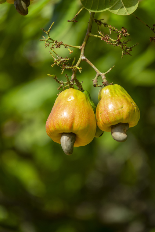 Two ripe yellow and red cashew apples with their nuts hang from a leafy branch, Savanes district, Shienlow, Ivory Coast