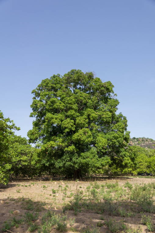 A large mango tree stands in an orchard beneath a rocky hill under a clear blue sky, Savanes district, Shienlow, Ivory Coast