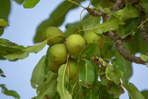Round green fruits ripen in a cluster on a tree branch, Savanes district, Shienlow, Ivory Coast