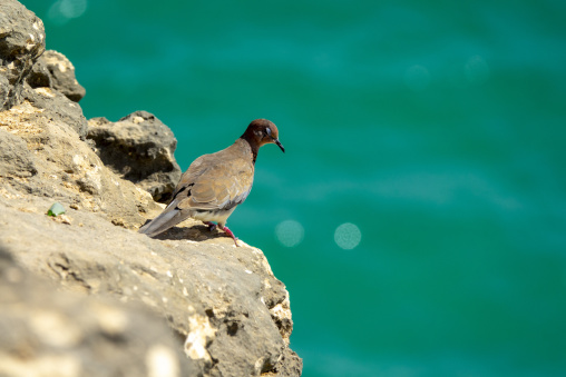 Dove perched on the edge of a limestone cliff with a blurred turquoise sea in the background, Dhofar Governorate, Taqah, Oman