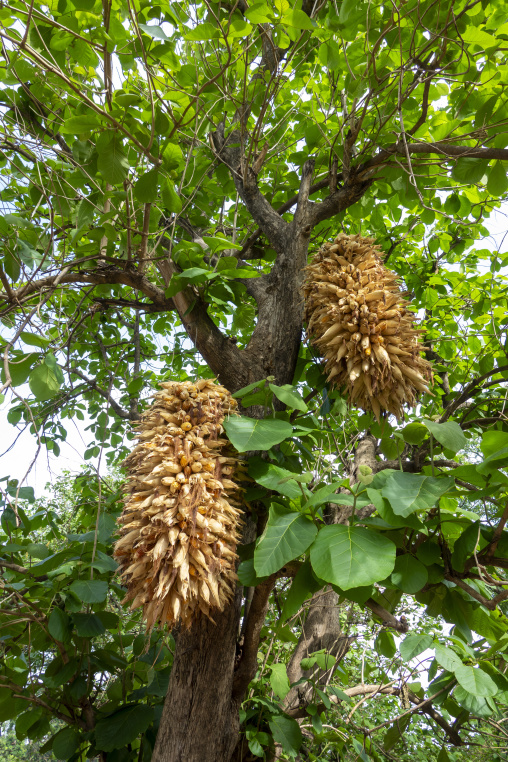 Bundles of dried corn cobs hang from a tree for storage, Savanes district, Ndara, Ivory Coast