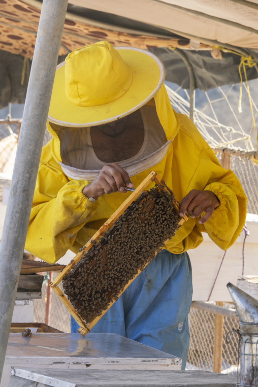 Beekeeper in a yellow protective suit holding a wooden frame covered in bees while working under a patterned tent, Dhofar Governorate, Wadi Dirba, Oman