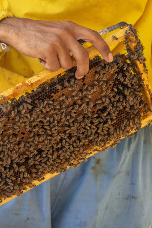 Close-up of a beekeeper's hand using a hive tool to lift a honeycomb frame covered in bees, Dhofar Governorate, Wadi Dirba, Oman