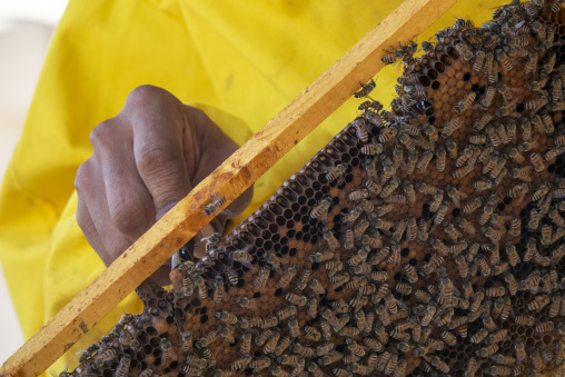 Extreme close-up of a beekeeper's hand gripping a wooden frame densely covered with bees and honeycomb, Dhofar Governorate, Wadi Dirba, Oman